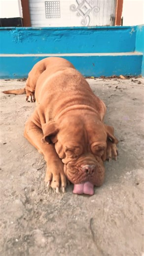 Modi ji ram ram #funny #shortvideo #treding #comdey #minivlog #dog #doglove