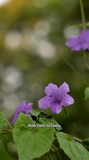 The Knights showed up, rolled up their sleeves, and planted hope in the soil. 🌍 What started as a simple drive turned into a reminder: every sapling is a promise to the planet. Greenery may be shrinking, but together, we can bring life back one plant, one effort, one moment at a time. 🌱 [#AmiKKR, #AmiKolkata, Runs to Roots, Environmental Conservation] | Kolkata Knight Riders