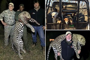 Trophy hunters pay $37,800 to hunt leopards with dogs & pics with dead animals