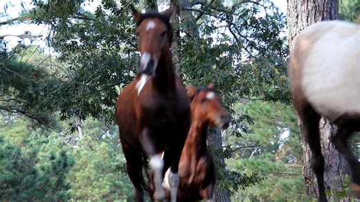 17K views · 589 reactions | 2025 Fall Roundup Southern Herd | DSC Photography | Facebook