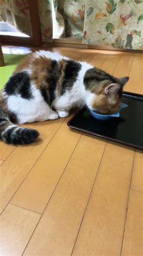 朝ごはんを食べるお猫 A ONEKO CAT #cat #猫のいる暮らし