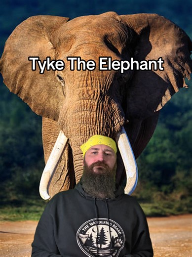 During a 1994 circus performance in Honolulu Hawaii, a 20 year old African Elephant named Tyke suddenly snapped and brutally attacked her trainer in front of a live audience. Moments later, Tyke broke through the arena exit and escaped where she proceeded to go on a 30 minute rampage throughout the streets of Honolulu. This is the true story. #true #scary #hawaii #elephant #attack
