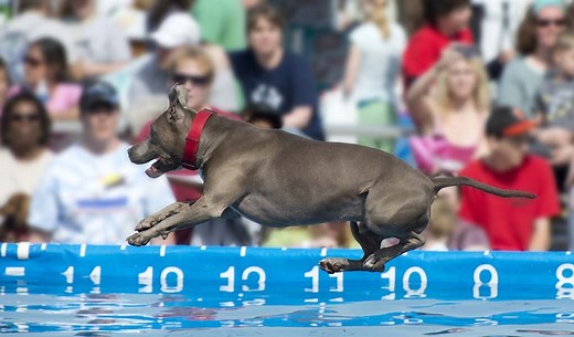 11 Popular Dog Sports Your Active Dog Can Compete In