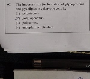 Question:The important site for formation of glycoproteins and... | Filo