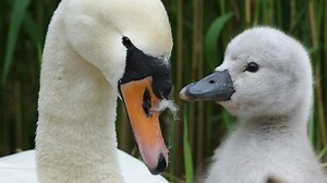 18K views · 1.3K reactions | Remembering the cygnets 廉 Here are my favourite moments from their short swan lives. Do you have a particular memory from the livestream you'd like to share? Drop it in the comments below  (If you're just catching up, sadly all seven cygnets were taken by a common buzzard (Buteo buteo). The pair won't nest again now until next year when I plan to restart the livestream from this nest) | Robert E Fuller | Facebook