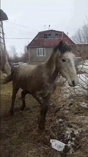 Beautiful Horses – Amazing and Majestic Horses in Nature