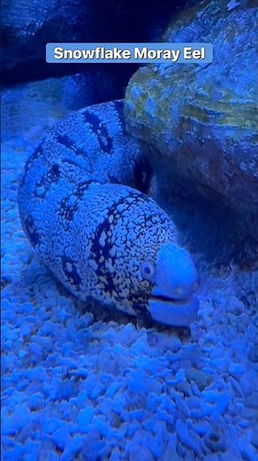 Stunning Snowflake Moray Eel Up Close 🌊🐍