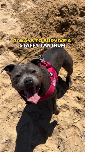 Staffy boredom is no joke Comment FREE TOY to get one of our toughest toys for free and curb boredom once and for all. . . . . . . . . . . . #dog #tantrum #staffy #chewzilla #dogtoys #staffordshirebullterrier #boredom | Happy Staffy Co.