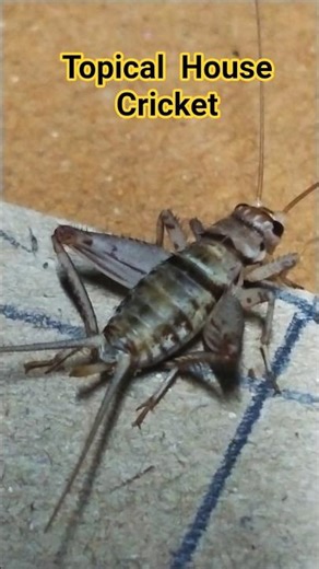 Indian House Cricket#insects #nature #wildlife #animals #cricket #youtube shorts