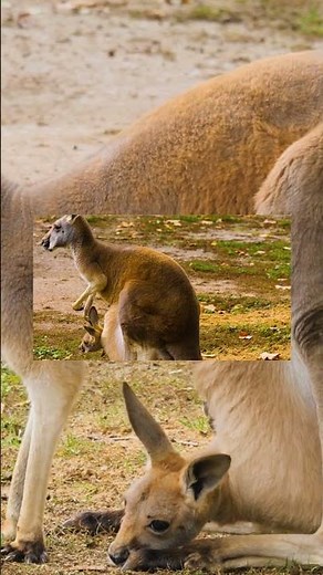 What is the scientific name of the Kangaroo?