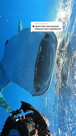 Whale Shark Encounter: A Close-up Look at Nature's Gentle Giant