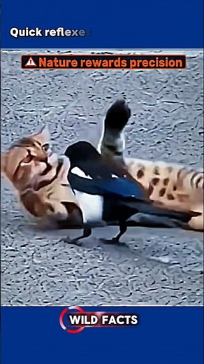 Cat vs Bird | How Do Cats Hunt? | Wildlife Documentary #youtubeshorts #trending #fyp #cat #birds