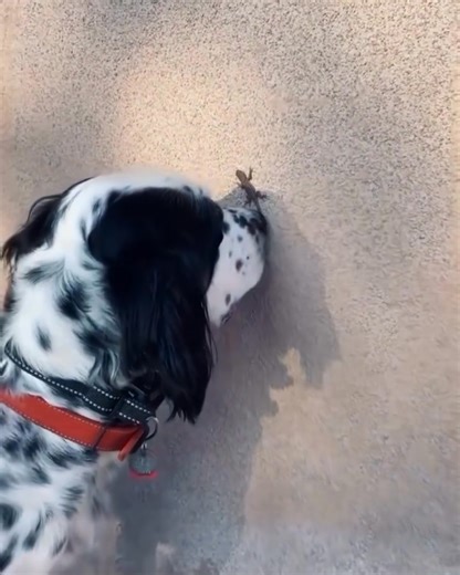 Neighborhood watching😍 | English Setter Dog