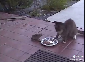 #frog#frogs#frogsoftiktok#froggies#phrog#animals#animalsoftiktok#monkeyfrog#frogspawn#spawn#pet#petfrog#amphibians#reptile#bug#bugs#froggy#frogsontiktok#dumpy#dumpytreefrog#dumpytreefrogs#frogsoundchallange#frogsong#exoticpets #toad#toads#toadsoftiktok#tadpoles#frogeggs#budgettsfrog#pacmanfrog#rainfrog#milkfrog#pixiefrog#bullfrog#bullfrogs#glassfrog#greenfrog#hornedfrog#ribbit#creek#water#stream#river#lake#pond#bog#nature#africanbullfrog#africanbullfrogs#cat#cats#catsoftiktok #kitties#kittie#kit