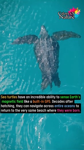 Sea turtles | Colors Of Nature