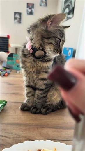 This is what an offended cat looks like! 😱😂🥰