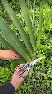 111K views · 403 reactions |  Dive into quick farming hacks with our bite-sized tips #farming #farm #plants #grafting | Kito.Uno | Facebook