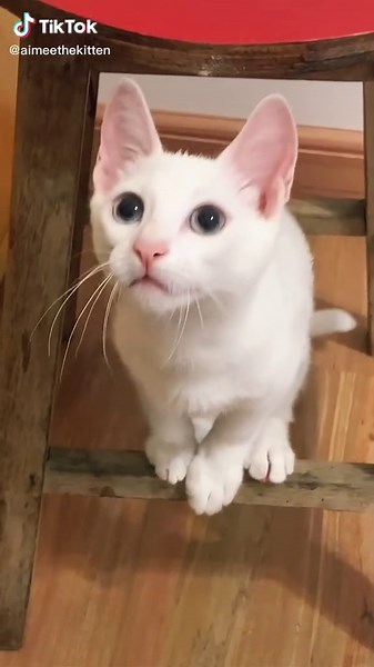 Windows Error Sounds and Cat Memes Compilation