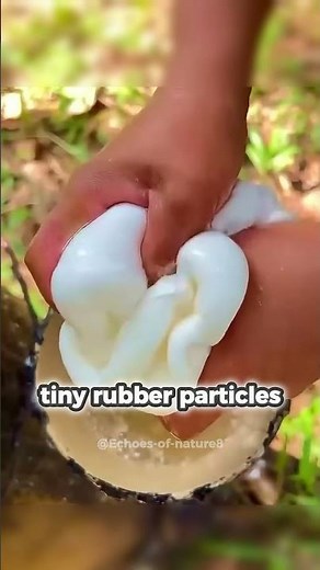How Natural Latex Is Made (From Tree to Rubber)#shorts #didyouknow #naturefacts