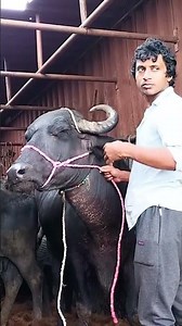 Onload Buffelo Pebber Market #Onload #Buffelo #PebberMarket #MarketVibes #LocalBusiness #Support