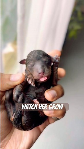 Merle Toy Poodle Growing #toypoodle #merlepoodle #cutepuppy #poodle #puppy