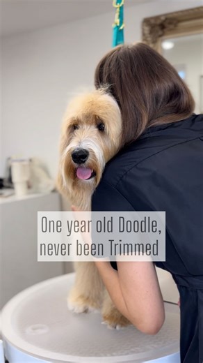 Verity Hardcastle on Instagram: "One year old Doodle who has never been trimmed…. We now have our own secret handshake and are besties forever 🫶 Part 2 coming up… #doodle #doodlegrooming @thecoatltd"