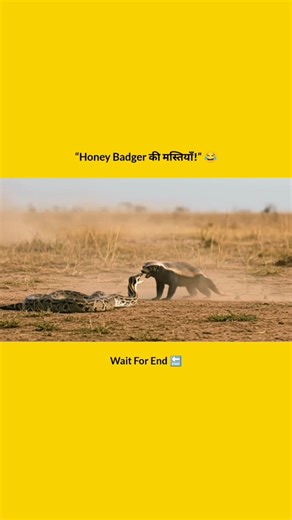 “Honey Badger Funny Moments 😆 | सबसे मस्तमौला जानवर!”
