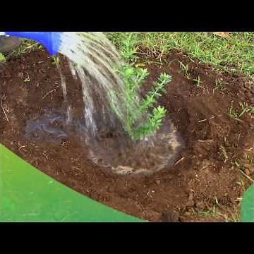 Learn how to plant native shrubs successfully || Step-by-step guide