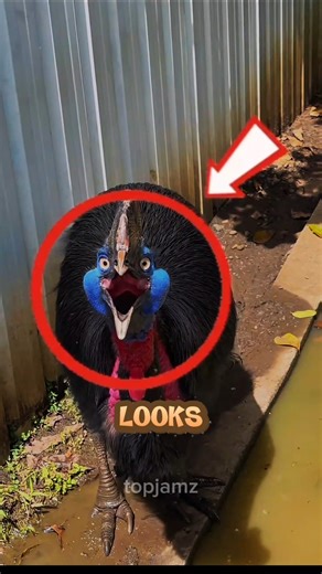 Scariest animals 😱😱