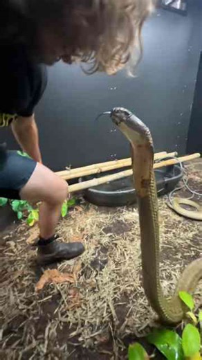 Kevin the king cobra! Coolest snake I ever worked with!