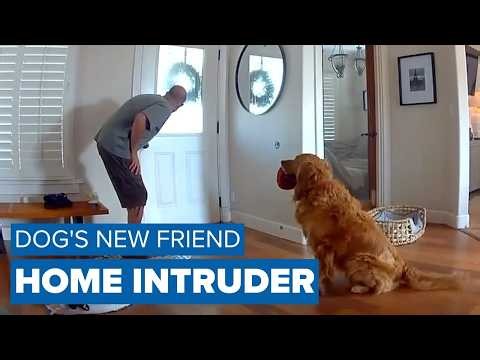 Golden retriever brings toys to home intruder in San Diego break-in