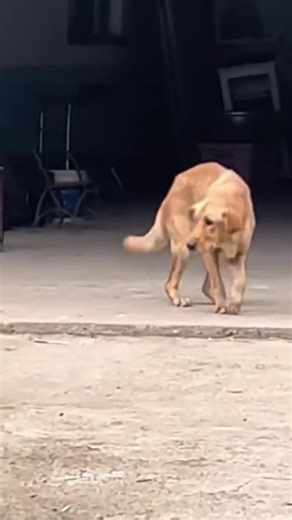 Funny Dancing Dogs Compilation