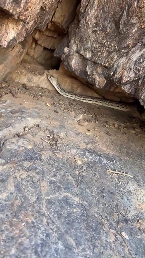 Part 3 of a Gopher Snake removal/observation this morning! #HotwireHotelGoals #TakisTransformation #nature #neat #snakeremoval #snake #arizona
