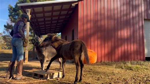 3.1K views · 111 reactions | Mini mule doesn’t like to wait her turn for pedestal practice  | Laurie Wilson | Facebook