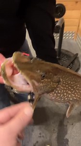 Troy Scofield off our road with quite the fishing story! #Wigwam #lakeofthewoods | Wigwam Resort on Lake of the Woods