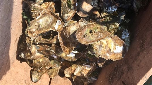 Oyster harvesters in P.E.I. fear overfishing, empty rivers next spring amid MSX concerns