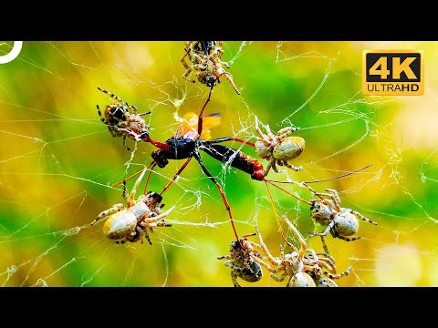 THE MOST SKILLFUL MICRO PREDATORS ON EARTH | Wildlife Documentary | 4K Animal Documentary