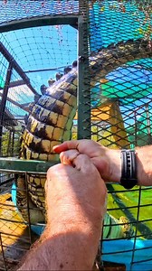 Saltwater croc capture! This is part two of me catching up Sheila the saltwater crocodile with @danaturedude ! that death roll up the rope shows the absolute POWER this animal has! That insane torque is how this croc could easily take an arm right off the strongest man alive, no problem. It was a wild catch, but we got it done safely for both us and the animals! Sheila is now doing great with us here at Bellowing Acres! You can watch the whole catch on my GatorChris channel, but I’ve broken it u