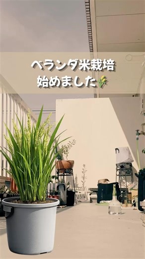 ベランダ米栽培始めました🌾 #ベランダ菜園 #家庭菜園 #米栽培 #ベランダ自給率