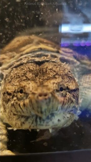 4K SNAP! 🐢 This Alligator Snapping Turtle is INSANE! #snappingturtle #4kshorts #aquatics #viral