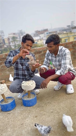 Baj Ka Bacha Bada Ho Gaya 😭 #pigeon #reels #youtubeshorts #kabootarba #kabutar #viral #baj #shorts