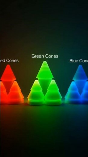 How Color Vision Works 👁️ | From Light to Brain #humanbody #facts #magiceye #visionbody #eyelevel