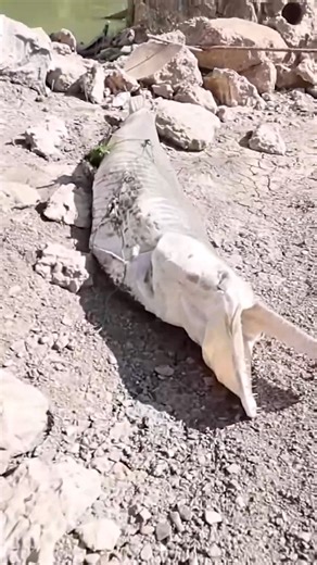 That alligator was completely gut-hooked! | Finatic