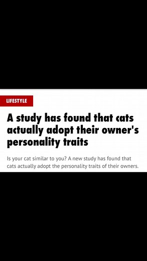 He’s become a crazy cat lady! #catsadoptownerspersonality #catowner #cattok #cattrend #trending #memecat #crazycatlady