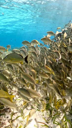 Experience the sheer beauty of Cozumel in this incredible video! 🏝️ From the abundance of fish to the pristine, crystal-clear waters, it's a mesmerizing panorama that captures the essence of this tropical paradise. Get ready for a virtual getaway! #cozumel #scuba #scubadiving #scubadive #diving #diving_photography #underwaterphoto #marinelife #marinebiology #sealife #sealovers #vidamarina #oceanconservation #buceo #buceando #wonderland #underwaterworld #underwaterphotography | Aquanauta Diver