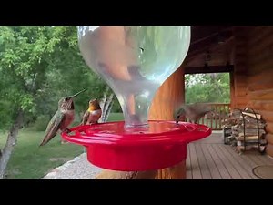 Rufous Hummingbird Migration near Ashley National Forest