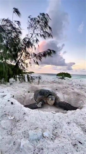3.4K views · 82 reactions | Sea turtles mate offshore, then females return to land to lay their eggs. 60 days later, hatchlings emerge and race toward the sea, guided by the light on the horizon. Only 1 in 1,000 will survive to adulthood. [ oceansnation] via @Rainmaker1973 | Roar Wildlife News | Facebook