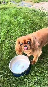 Microwaved water kills plants?