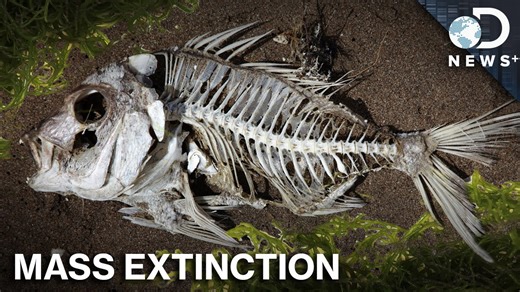 When Algae Turns Deadly – Ecological Collapse and Human Consequences