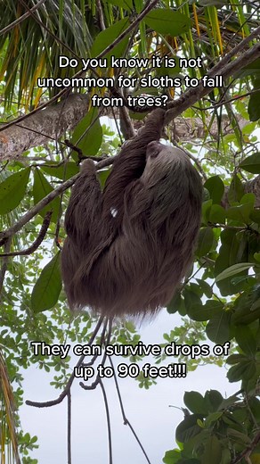 They don’t fall because they are ‘stupid’ which is a misconception about sloths. They often fall when fighting or because a branch snaps! #Sloth #SlothTok #slothofinstagram #Sloths #SlothLover #SlothFacts